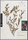 Foto von Salix triandra L.
